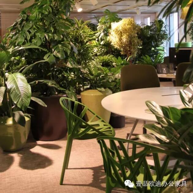为什么办公室里一定要养植物？-香蕉成人在线网站欧迪办公家具